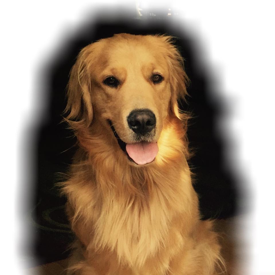BENGEE at (With images) Golden retriever